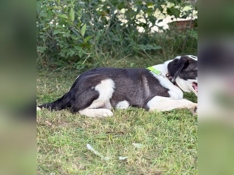 HARRY - Lebhafter Border Collie Mix sucht aktive Familie