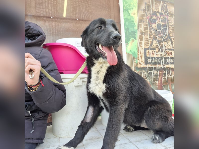 Diana - freundliche, ruhige aber trotzdem unternehmungslustige Hündin