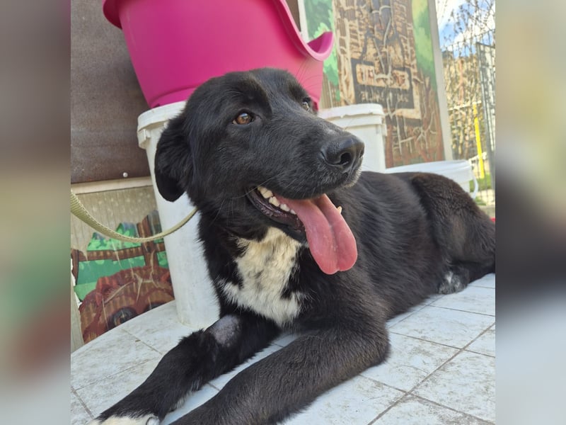 Diana - freundliche, ruhige aber trotzdem unternehmungslustige Hündin