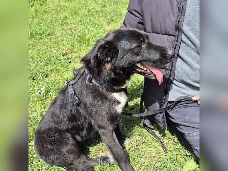 Diana - freundliche, ruhige aber trotzdem unternehmungslustige Hündin