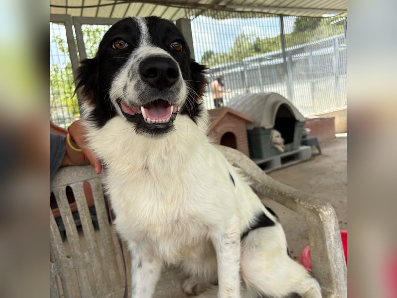 Paola -   ein ganz feines Border Collie Mädchen  mit  Ruhe und Charme
