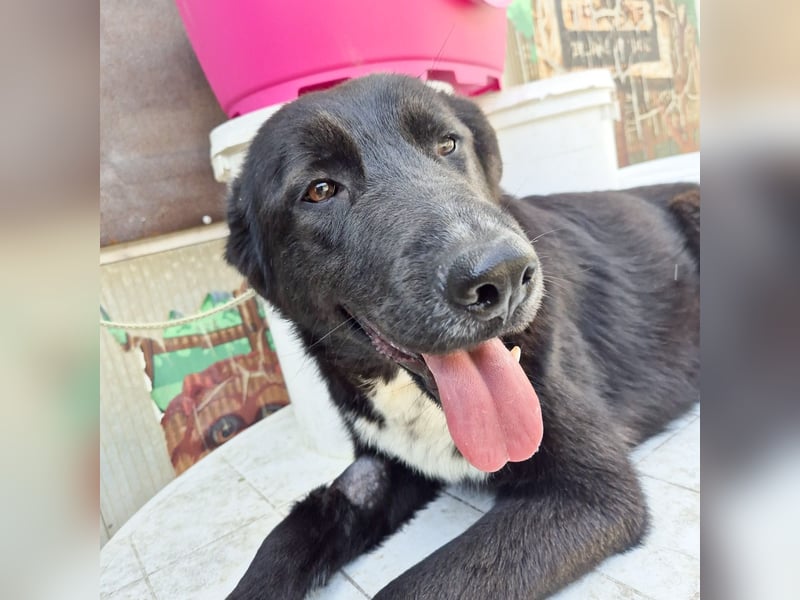 Diana - freundliche, ruhige aber trotzdem unternehmungslustige Hündin