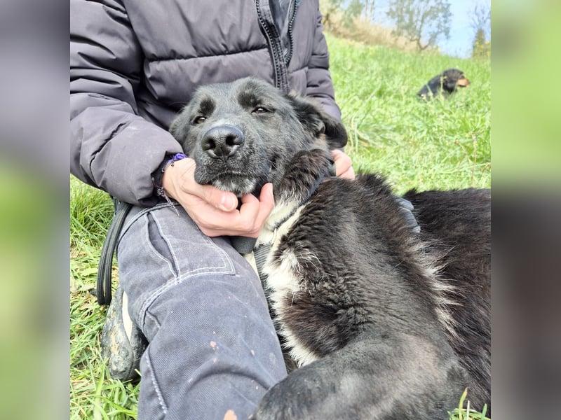 Diana - freundliche, ruhige aber trotzdem unternehmungslustige Hündin