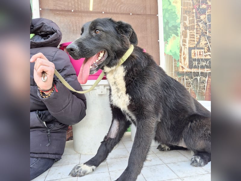 Diana - freundliche, ruhige aber trotzdem unternehmungslustige Hündin