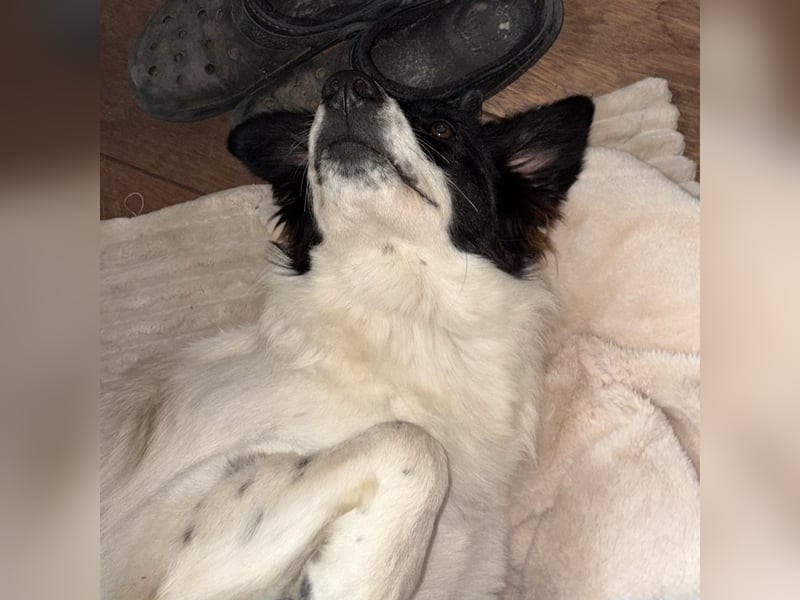 Paola - feines Border Collie Mädchen  mit  Ruhe und Charme