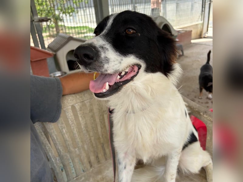 Paola -   ein ganz feines Border Collie Mädchen  mit  Ruhe und Charme