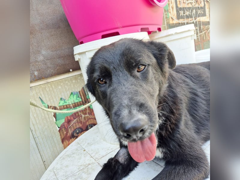 Diana - freundliche, ruhige aber trotzdem unternehmungslustige Hündin