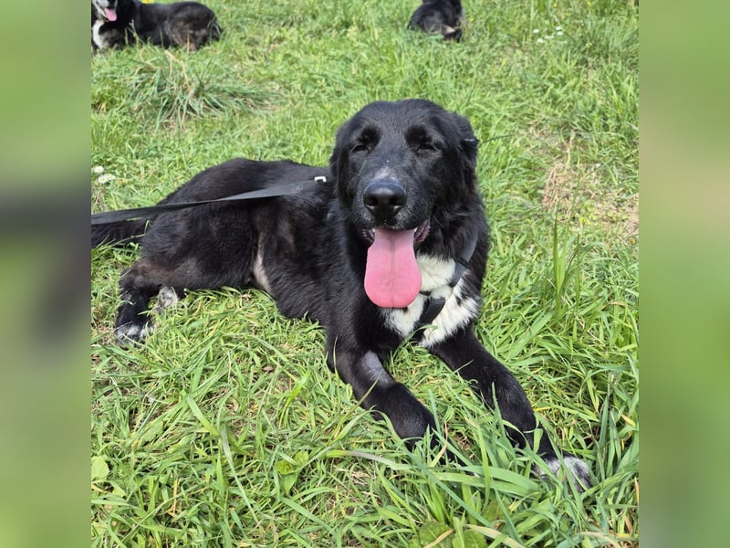 Diana - freundliche, ruhige aber trotzdem unternehmungslustige Hündin