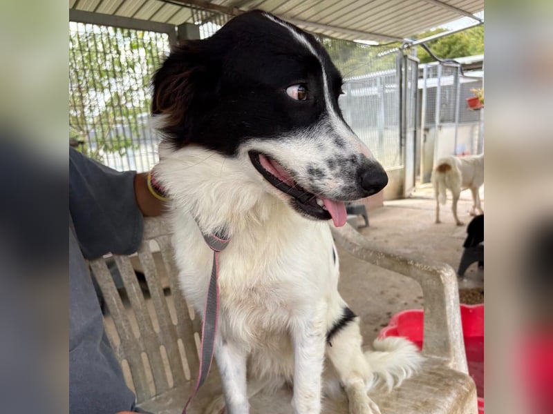 Paola -   ein ganz feines Border Collie Mädchen  mit  Ruhe und Charme