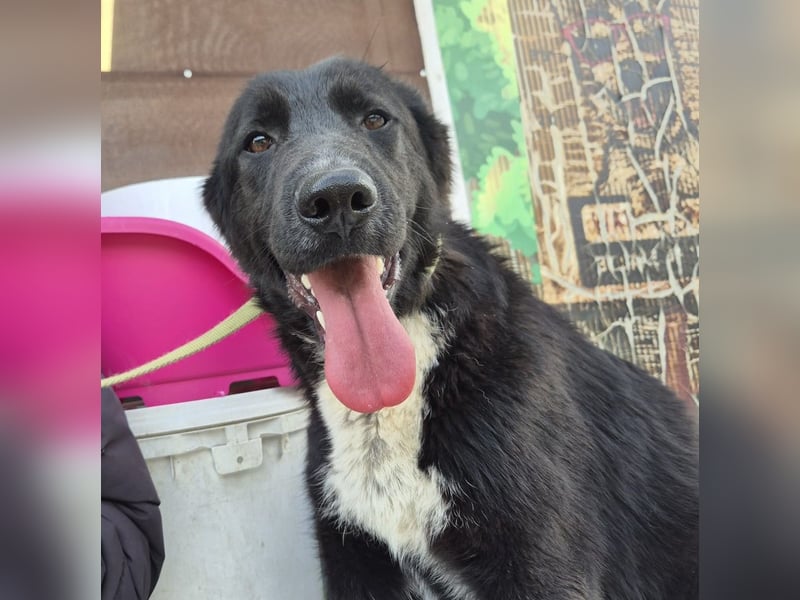 Diana - freundliche, ruhige aber trotzdem unternehmungslustige Hündin