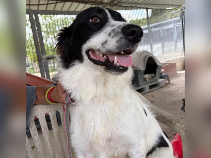 Paola -   ein ganz feines Border Collie Mädchen  mit  Ruhe und Charme