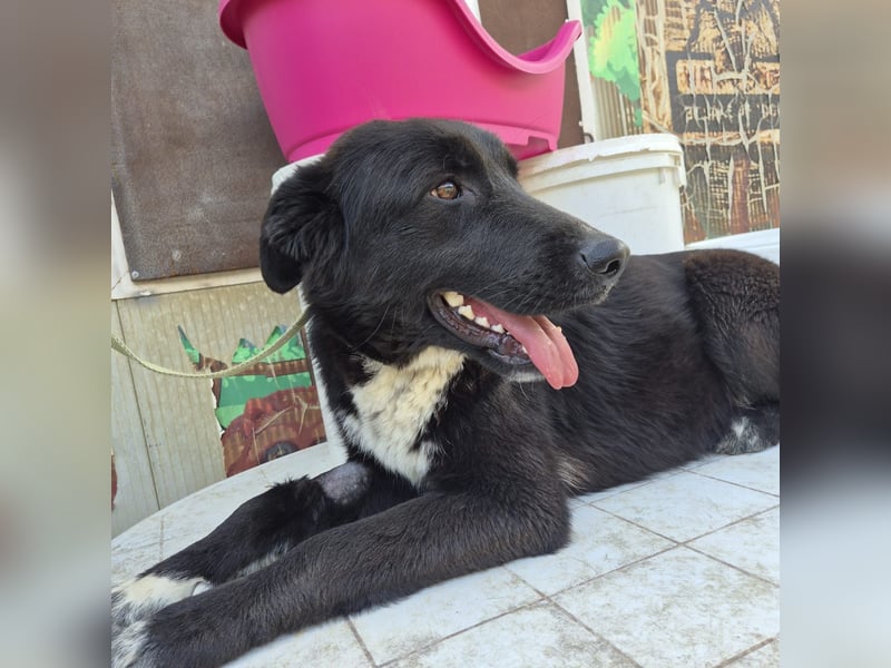 Diana - freundliche, ruhige aber trotzdem unternehmungslustige Hündin