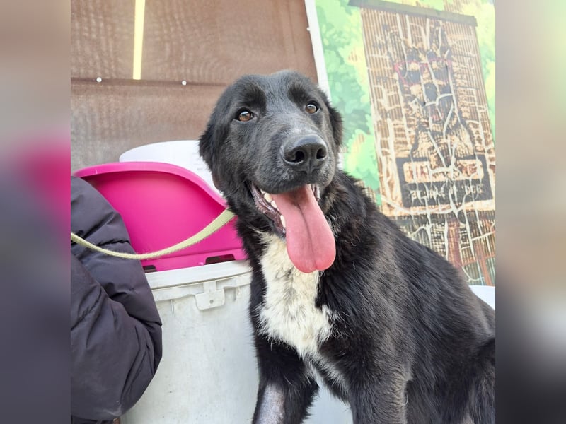 Diana - freundliche, ruhige aber trotzdem unternehmungslustige Hündin