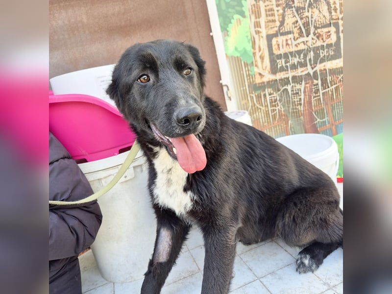 Diana - freundliche, ruhige aber trotzdem unternehmungslustige Hündin