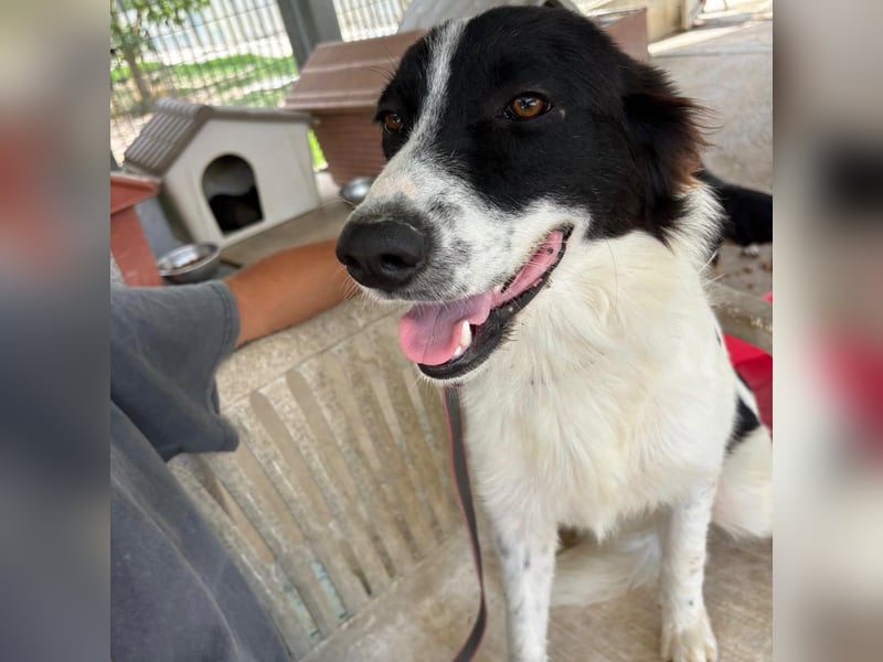 Paola -   ein ganz feines Border Collie Mädchen  mit  Ruhe und Charme