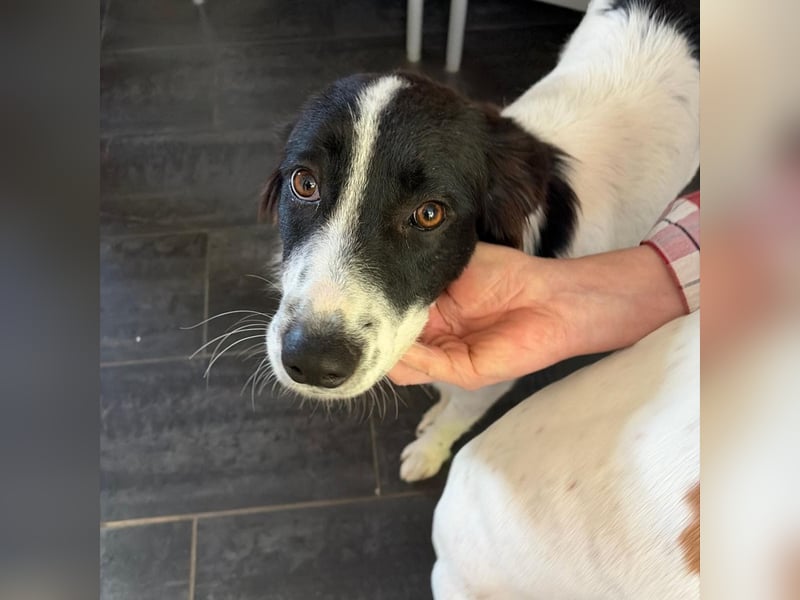 Paola - feines Border Collie Mädchen  mit  Ruhe und Charme