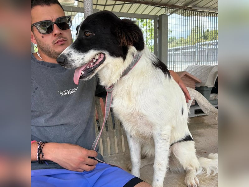 Paola -   ein ganz feines Border Collie Mädchen  mit  Ruhe und Charme