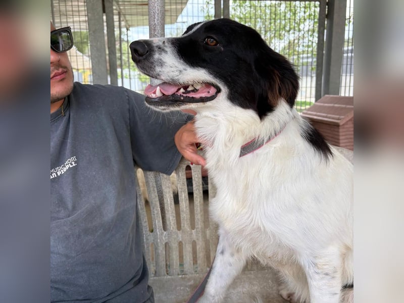Paola -   ein ganz feines Border Collie Mädchen  mit  Ruhe und Charme