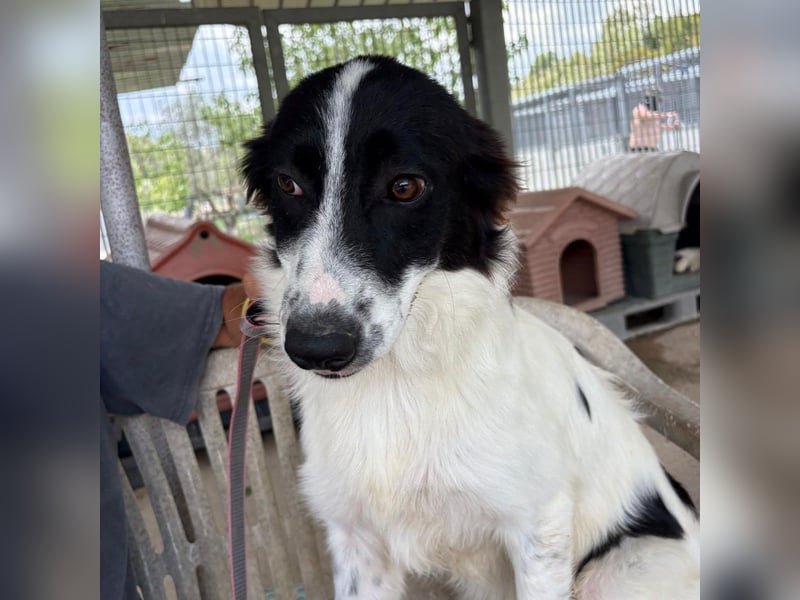 Paola -   ein ganz feines Border Collie Mädchen  mit  Ruhe und Charme