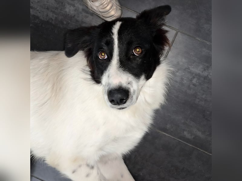 Paola - feines Border Collie Mädchen  mit  Ruhe und Charme
