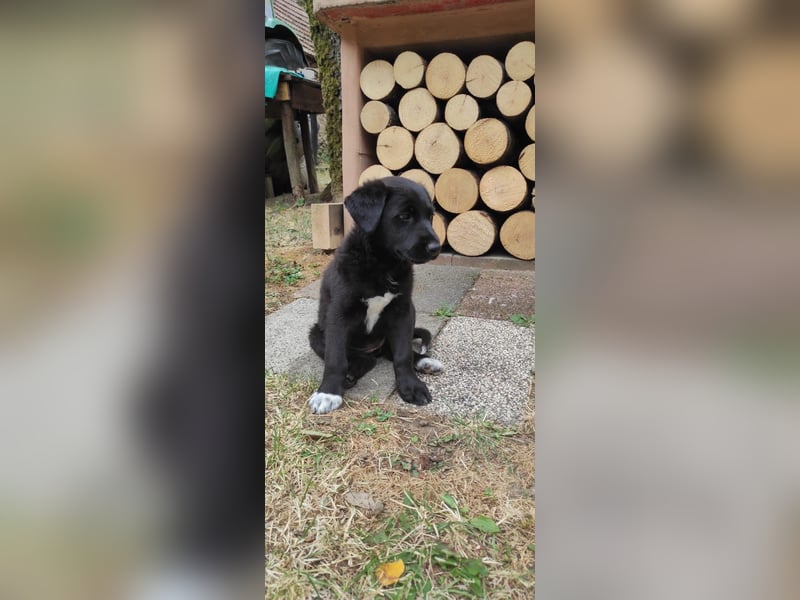 Stella. Ein Welpe. Und ein ganzer Rucksack voller Zukunft.