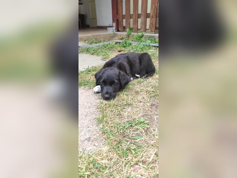 Stella. Ein Welpe. Und ein ganzer Rucksack voller Zukunft.