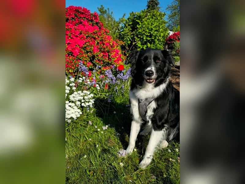 Border-Collie-Mix Luke sucht neues Zuhause