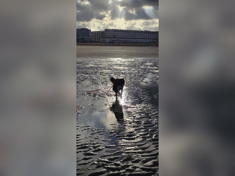 Border-Collie-Mix Luke sucht neues Zuhause