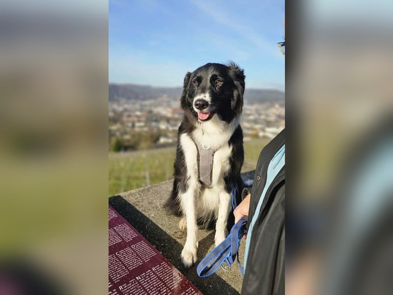 Border-Collie-Mix Luke sucht neues Zuhause