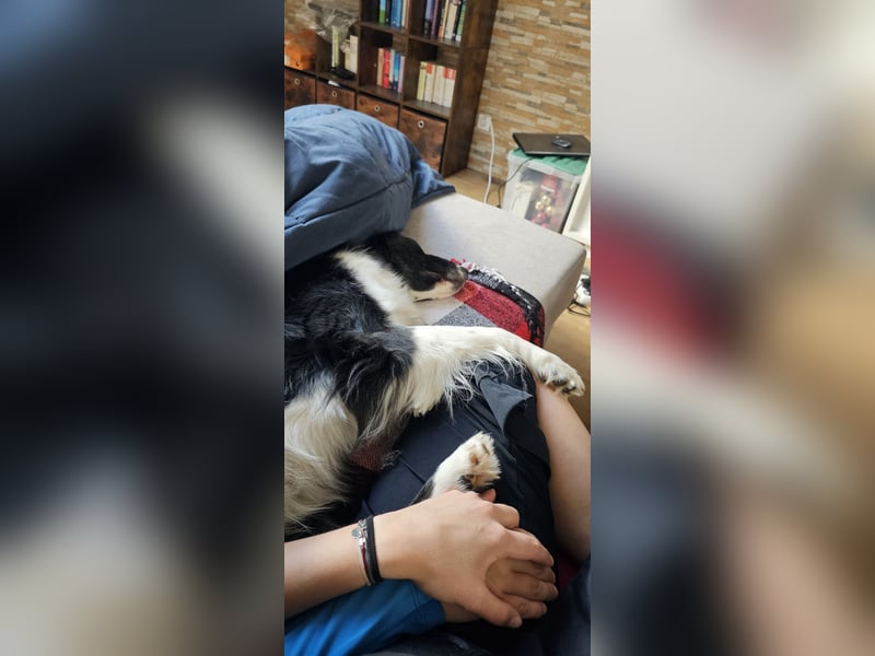 Border-Collie-Mix Luke sucht neues Zuhause