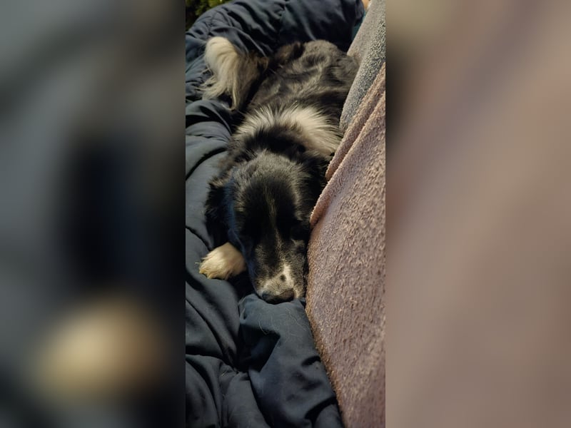 Border-Collie-Mix Luke sucht neues Zuhause