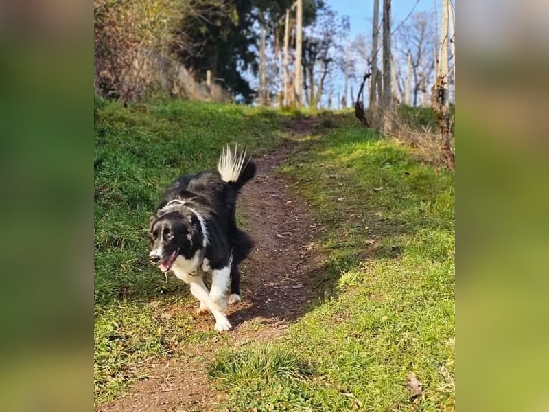 Border-Collie-Mix Luke sucht neues Zuhause