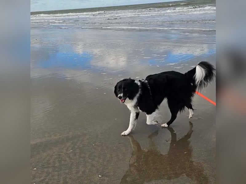 Border-Collie-Mix Luke sucht neues Zuhause