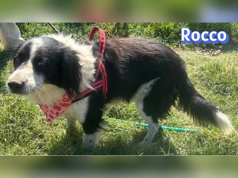 Rocco - freundlich und sozial