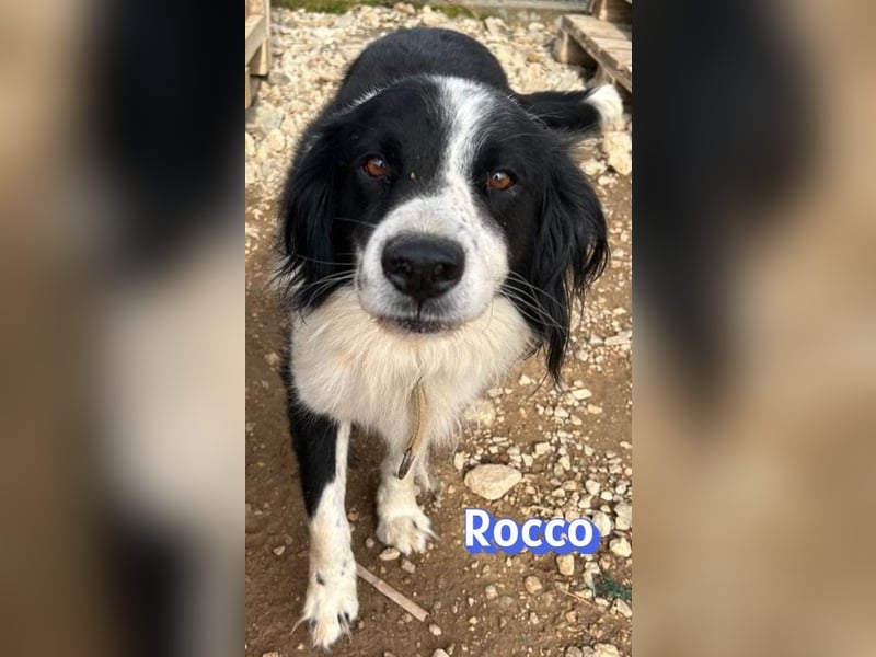 Rocco - freundlich und sozial
