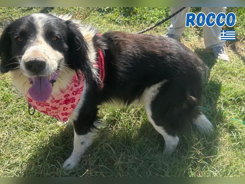 Rocco - freundlich und sozial