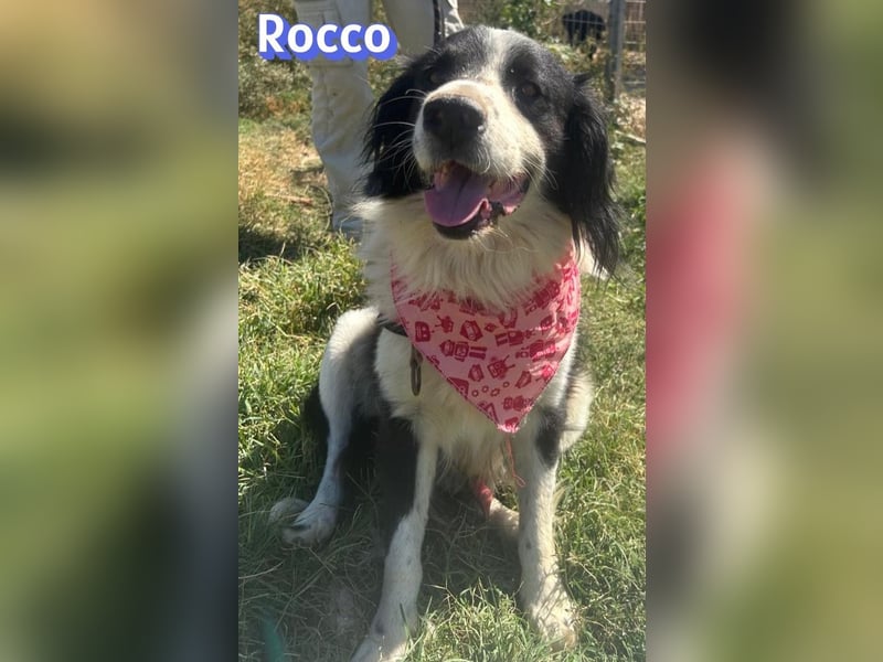 Rocco - freundlich und sozial