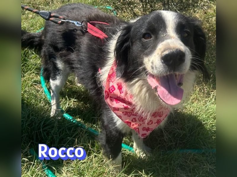 Rocco - freundlich und sozial