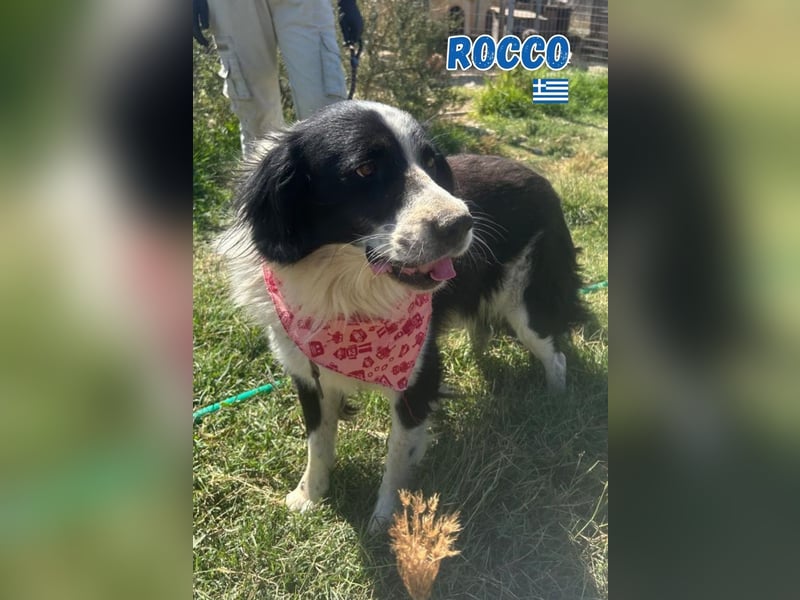 Rocco - freundlich und sozial