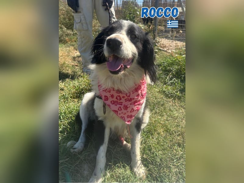 Rocco - freundlich und sozial