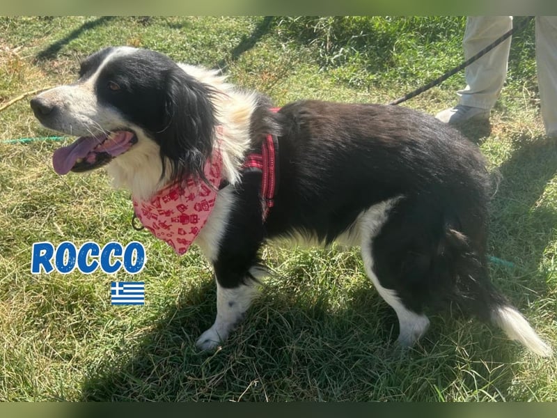 Rocco - freundlich und sozial