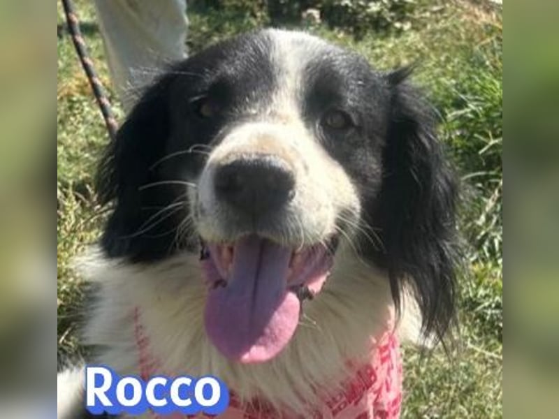 Rocco - freundlich und sozial
