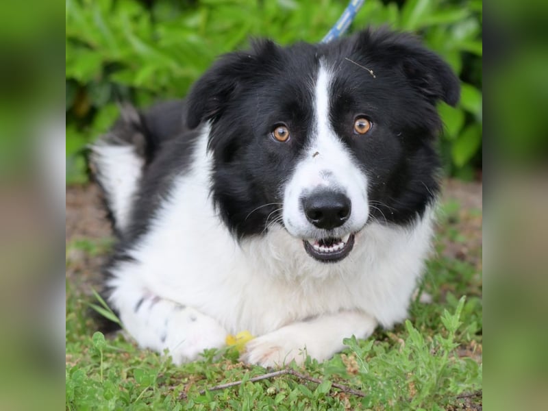 Hübscher Border Colliemischlingsrüde Milo sucht ein liebes Zuhause