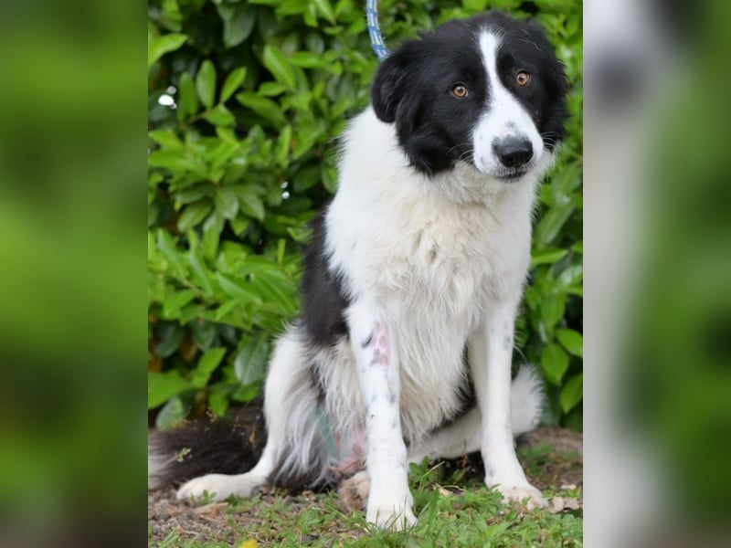 Hübscher Border Colliemischlingsrüde Milo sucht ein liebes Zuhause