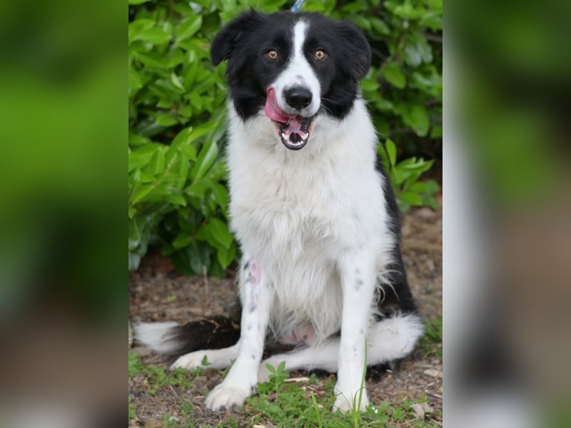 Hübscher Border Colliemischlingsrüde Milo sucht ein liebes Zuhause