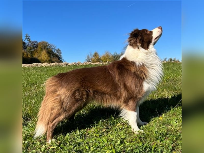 Deckrüde Border Collie chocolate-white
