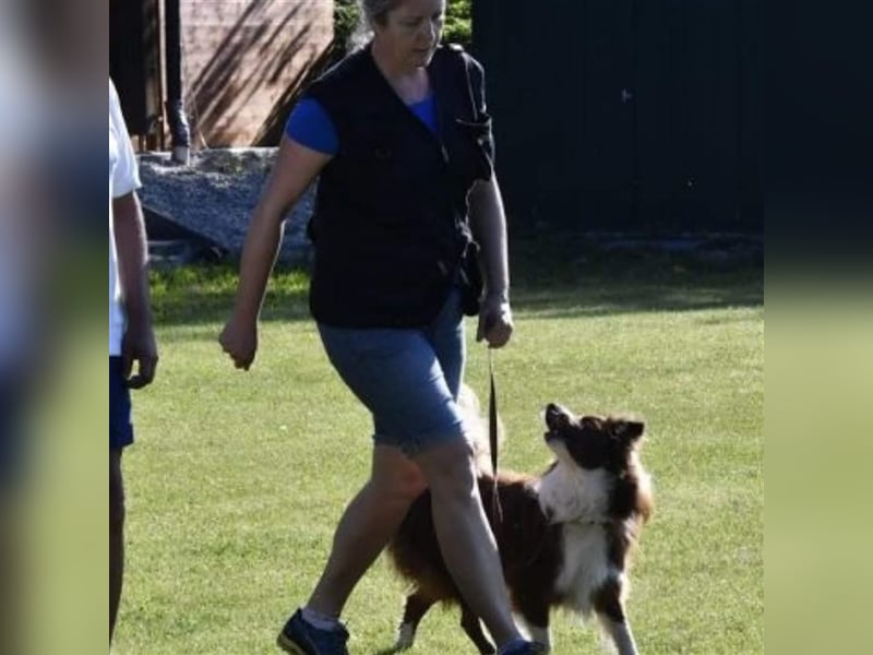 Deckrüde Border Collie chocolate-white