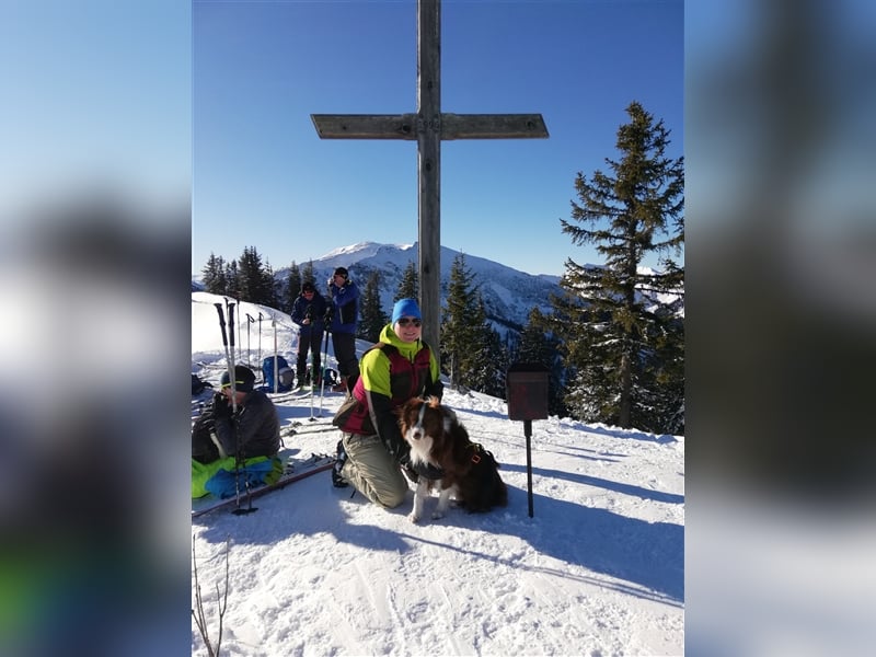 Deckrüde Border Collie chocolate-white