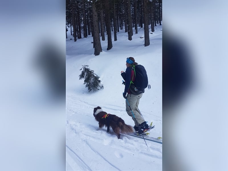 Deckrüde Border Collie chocolate-white