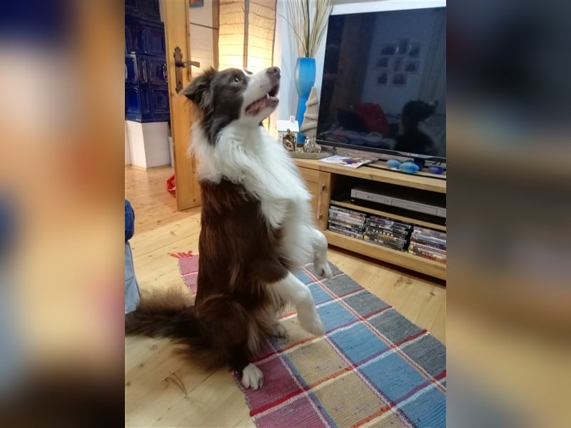 Deckrüde Border Collie chocolate-white